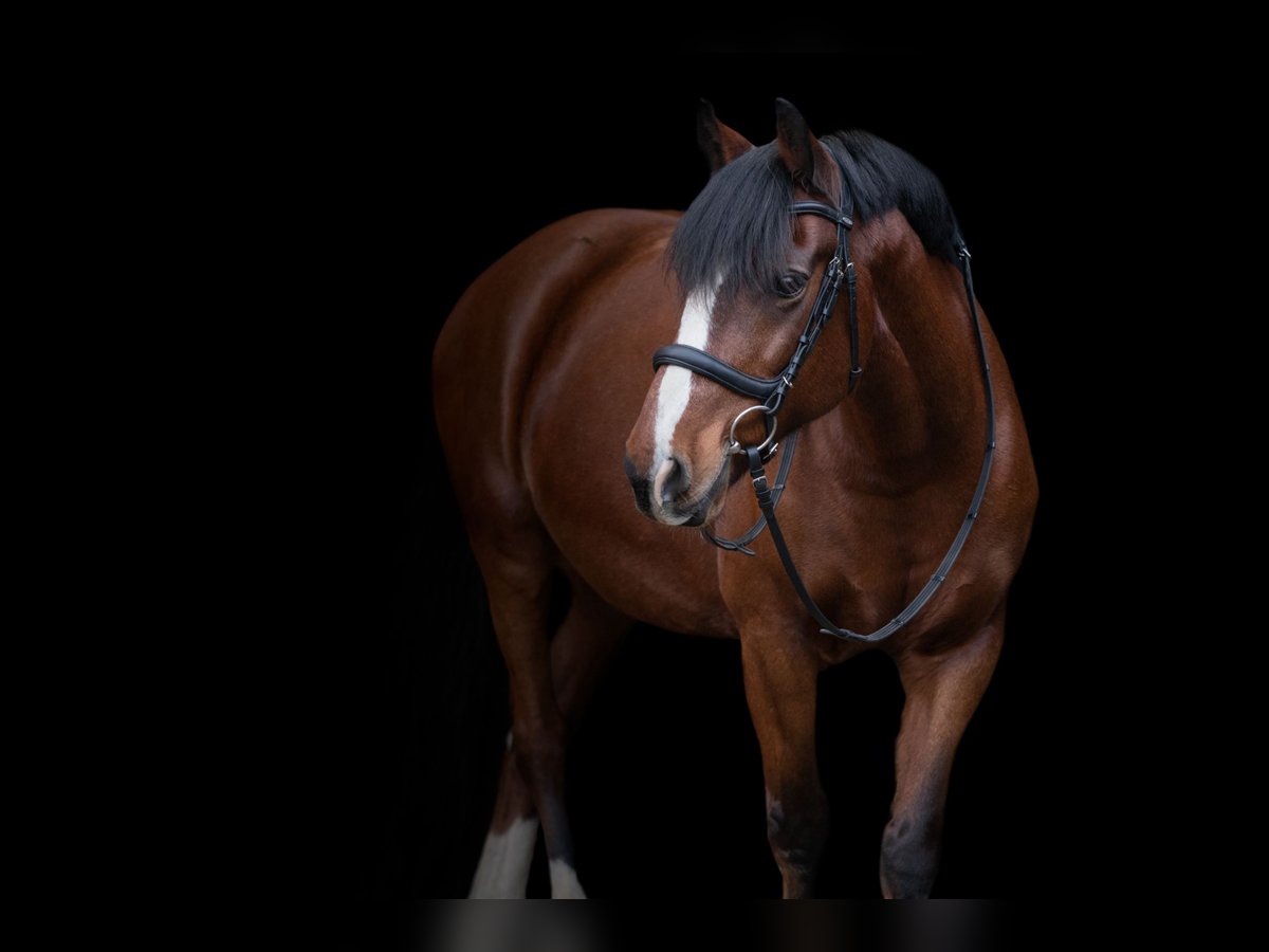 Welsh D (Cob) Valack 19 år 153 cm Brun in Cuxhaven