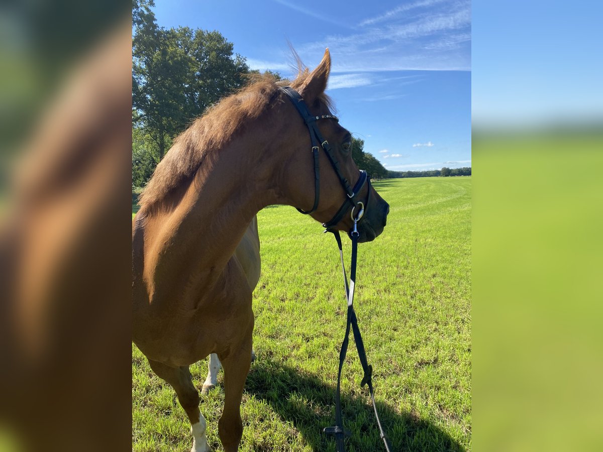 Welsh D (Cob) Valack 20 år 148 cm fux in Lievelde