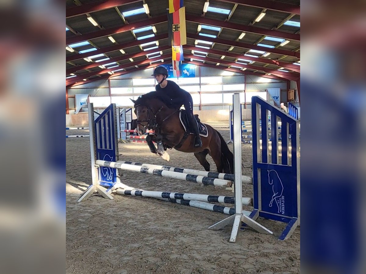 Welsh D (Cob) Valack 4 år 141 cm Brun in Süderlügum