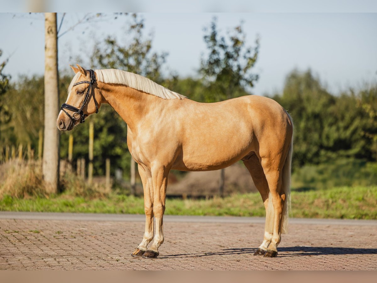 Welsh D (Cob) Valack 5 år 150 cm Palomino in Benthuizen