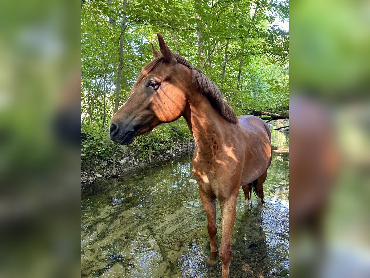 Welsh-D Mix Castrone 15 Anni 150 cm Sauro in Paderborn