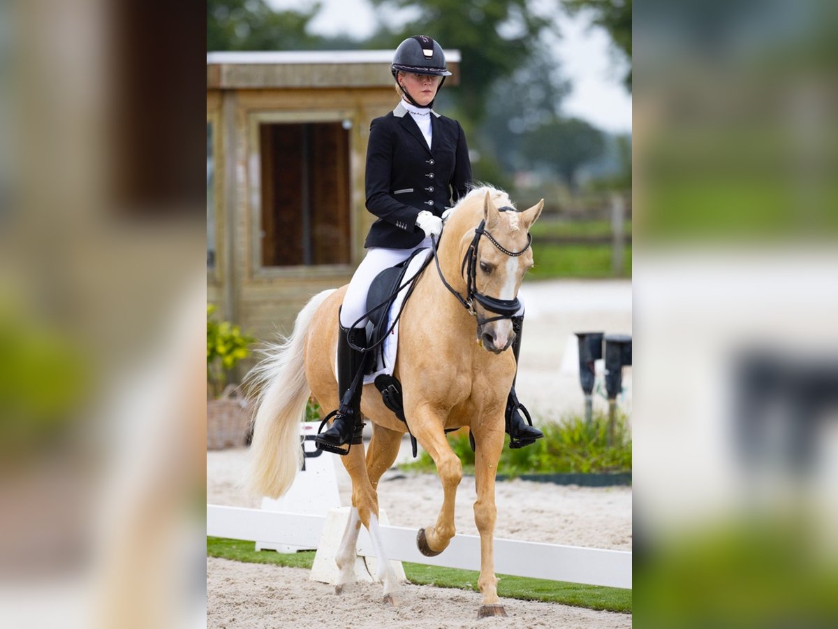 Welsh-D Castrone 17 Anni 146 cm Palomino in Vierpolders