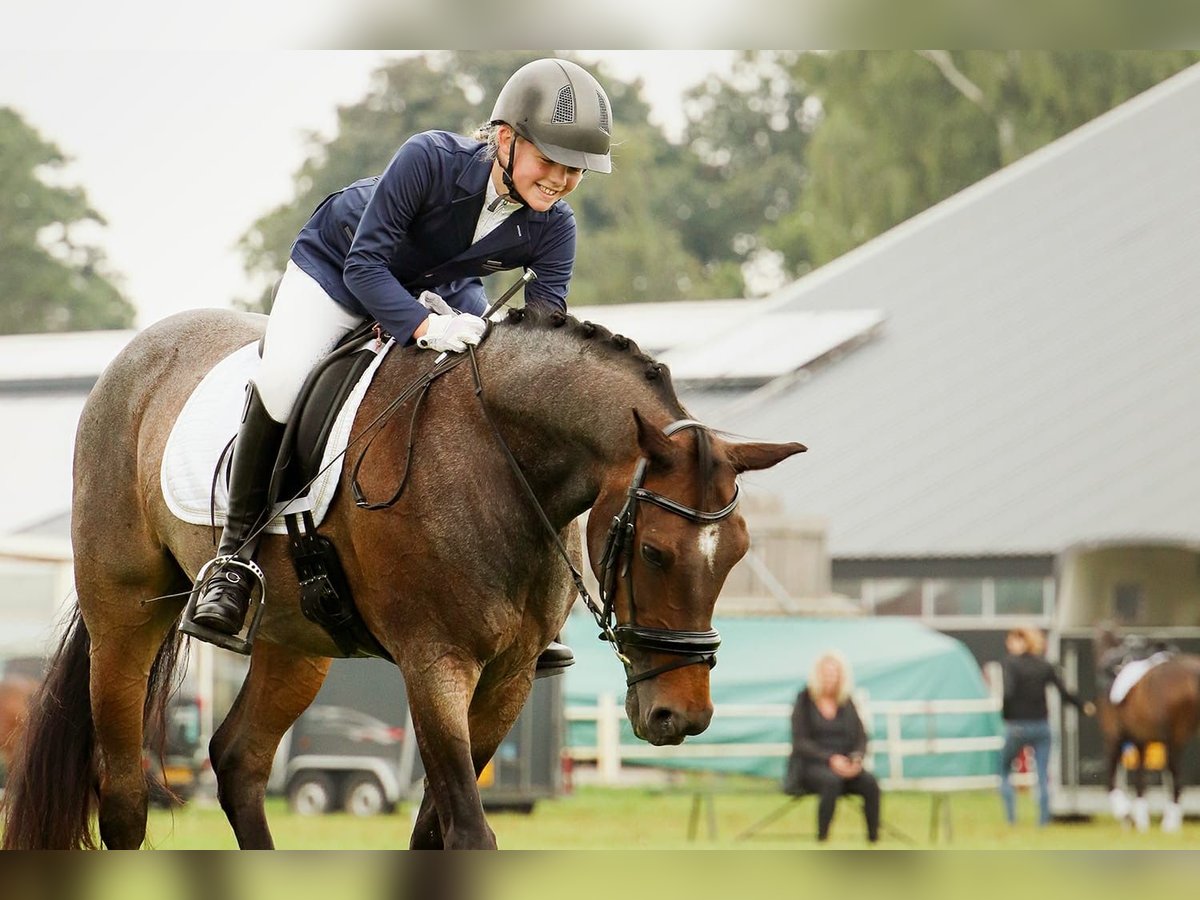 Welsh-D Castrone 18 Anni 151 cm Baio scuro in Ommen