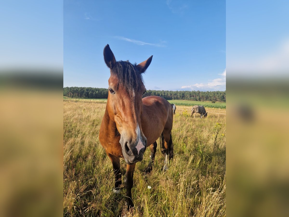 Welsh-D Castrone 19 Anni 156 cm Baio in Thomasburg