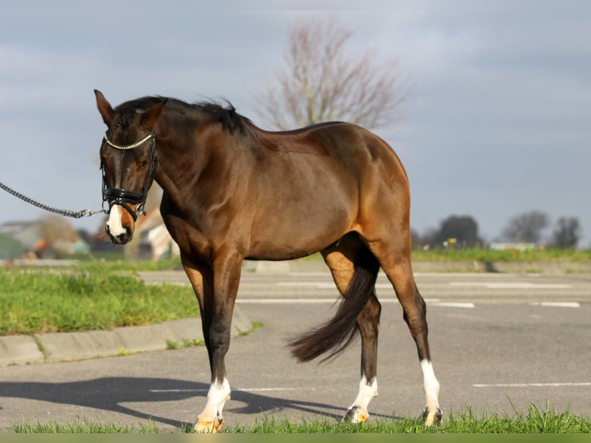 Welsh-D Castrone 3 Anni 146 cm Baio in Hellevoetsluis