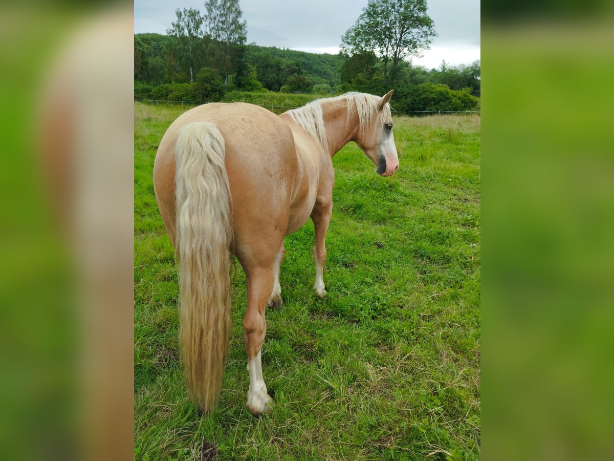 Welsh-D Castrone 4 Anni 147 cm Palomino in Herzberg am Harz