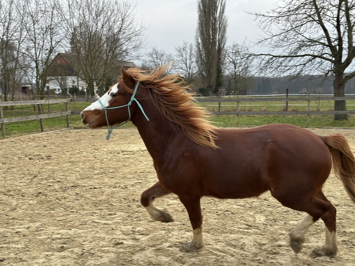 Welsh-D Castrone 4 Anni 147 cm Sauro in Melle