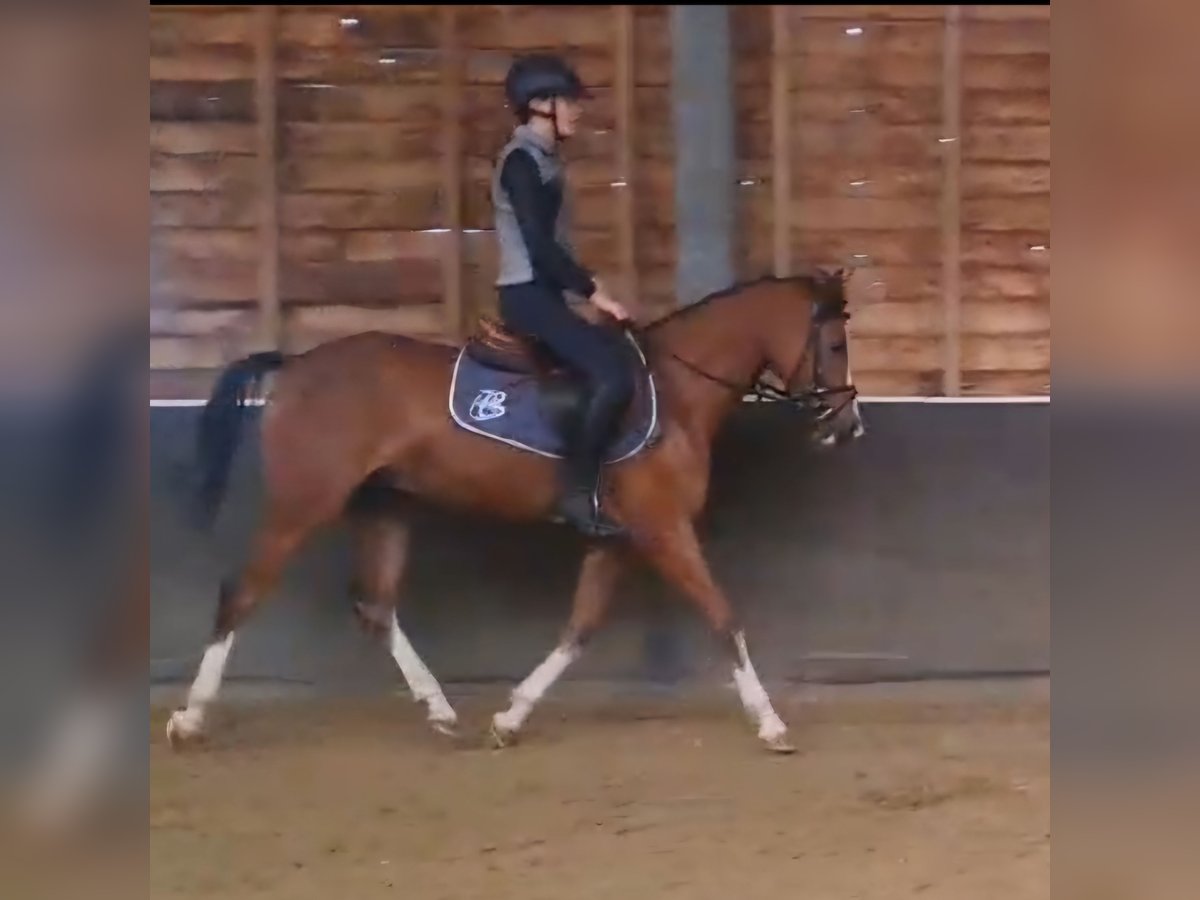 Welsh-D Castrone 5 Anni 145 cm Baio in Daarlerveen