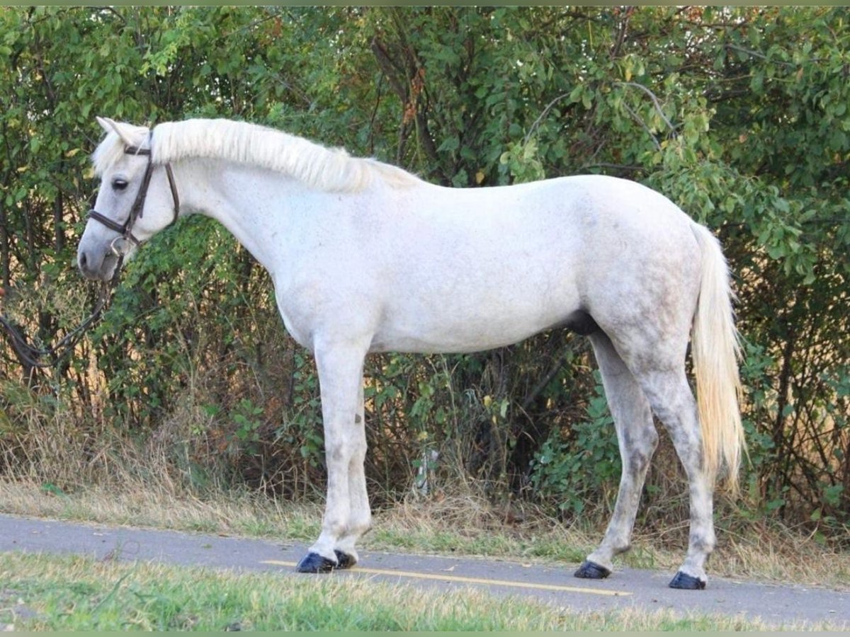 Welsh-D Castrone 6 Anni 145 cm Bianco in Kobilije