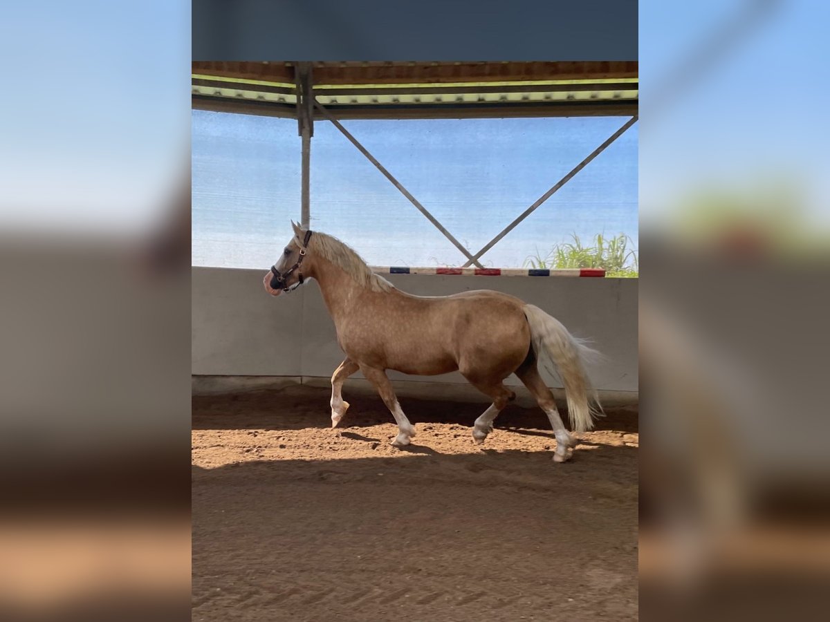 Welsh-D Castrone 8 Anni 150 cm Palomino in L&#xFC;beck