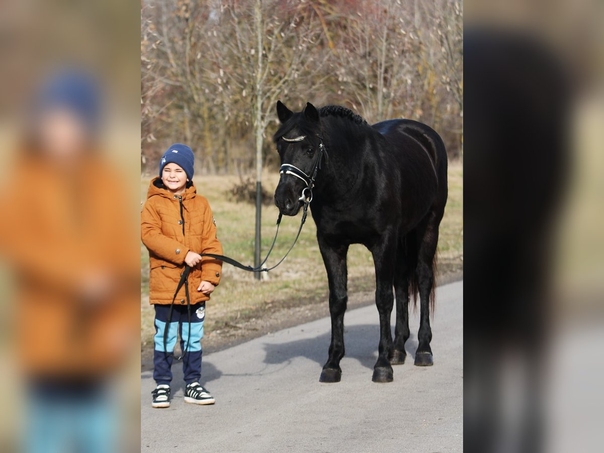 Welsh-D Castrone 9 Anni 147 cm Morello in Oberwaltersdorf