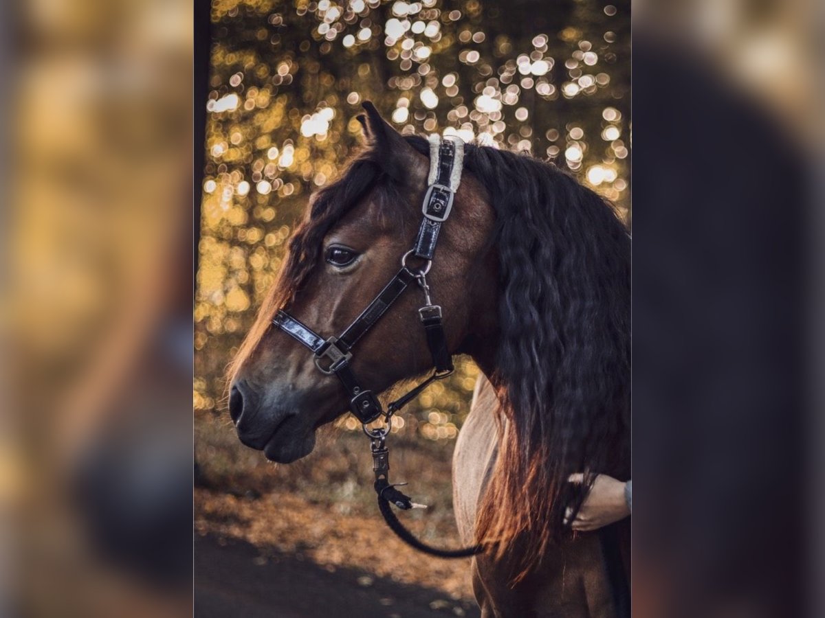 Welsh D (Cob) Gelding 10 years 14,1 hh Brown in Friesoythe