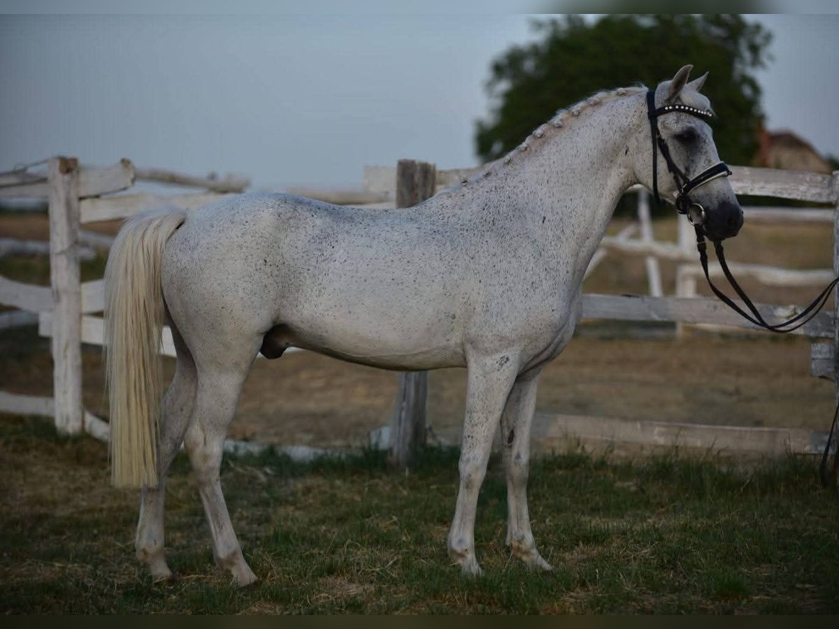 Welsh D (Cob) Gelding 10 years 14,1 hh Gray in Budapest Welsh D (Cob) Gelding 10 years 14,1 hh Gray in Budapest