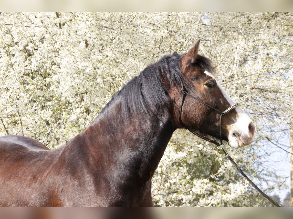 Welsh D (Cob) Gelding 10 years 15,1 hh Brown in Neumarkt-Sankt Veit