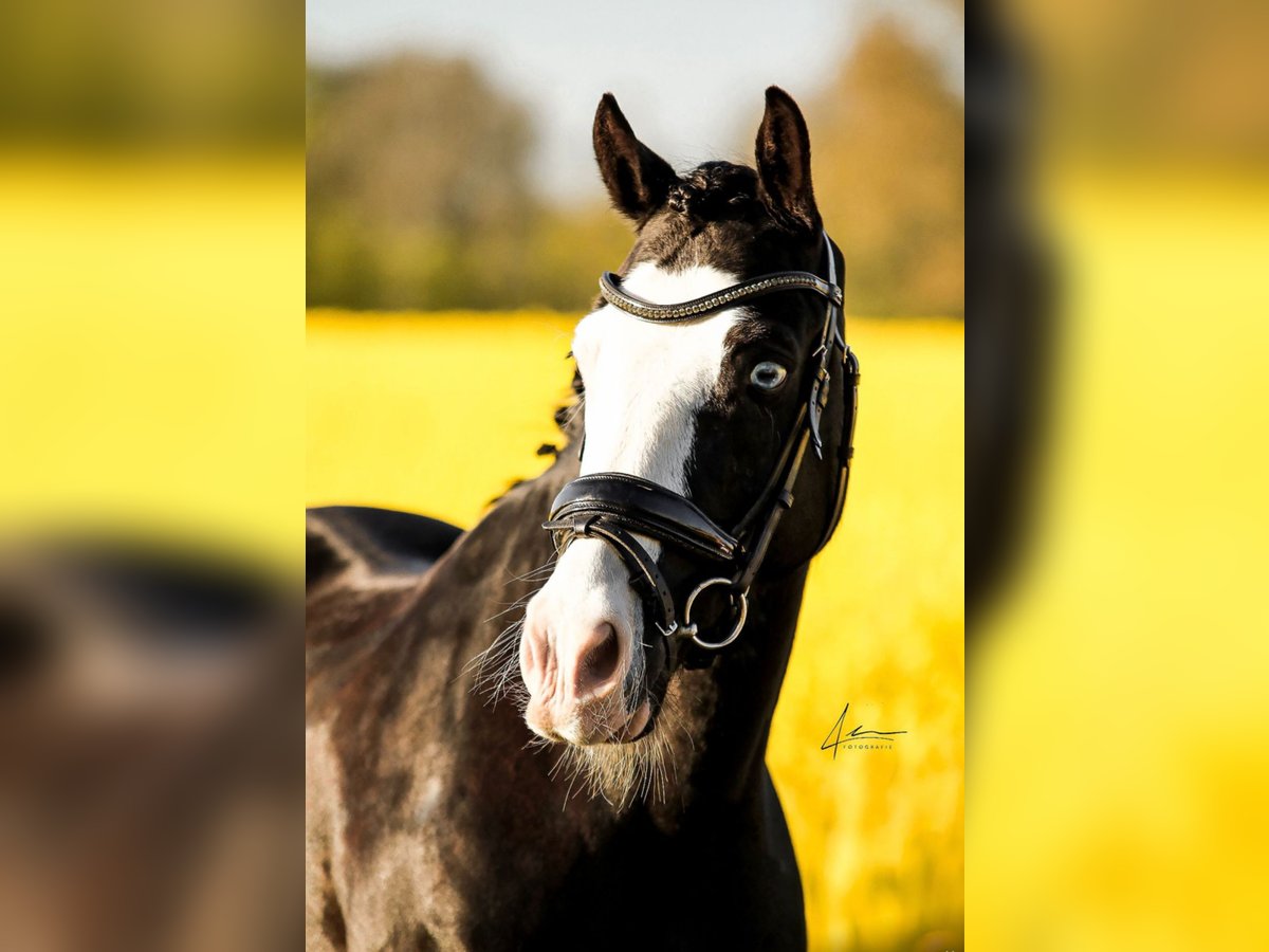 Welsh D (Cob) Gelding 11 years 13,3 hh in S&#xF6;rup