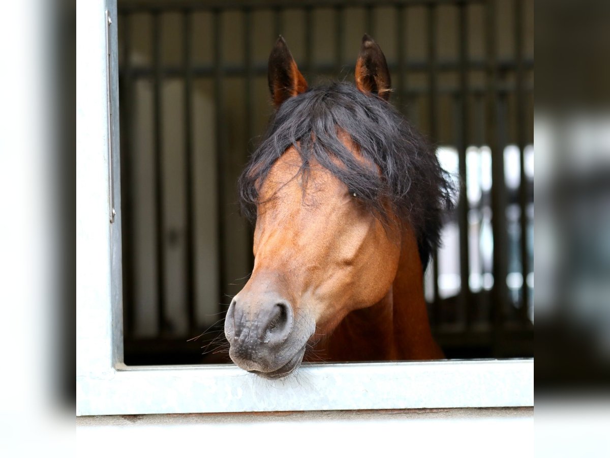Welsh D (Cob) Gelding 11 years 14 hh Brown in Dirksland