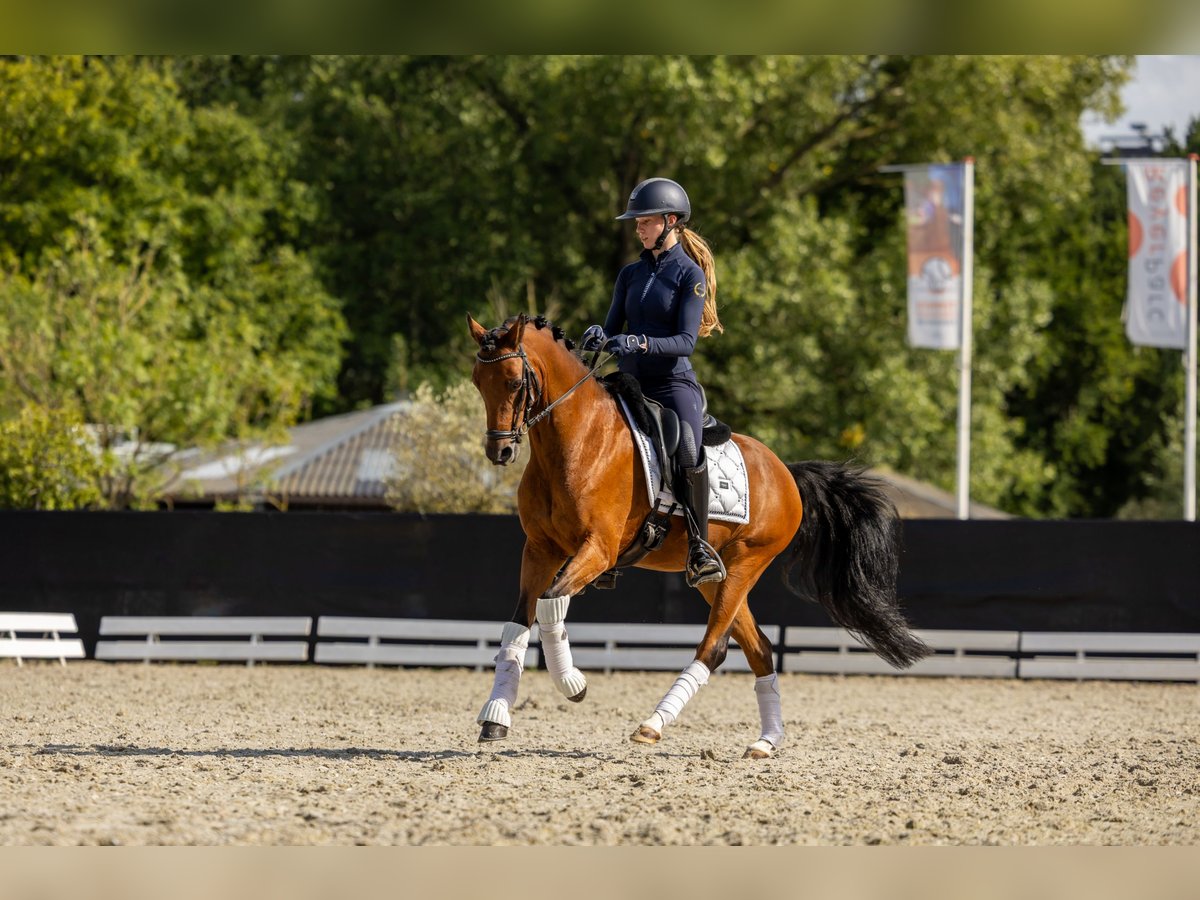 Welsh D (Cob) Gelding 11 years 14 hh Brown in Dirksland