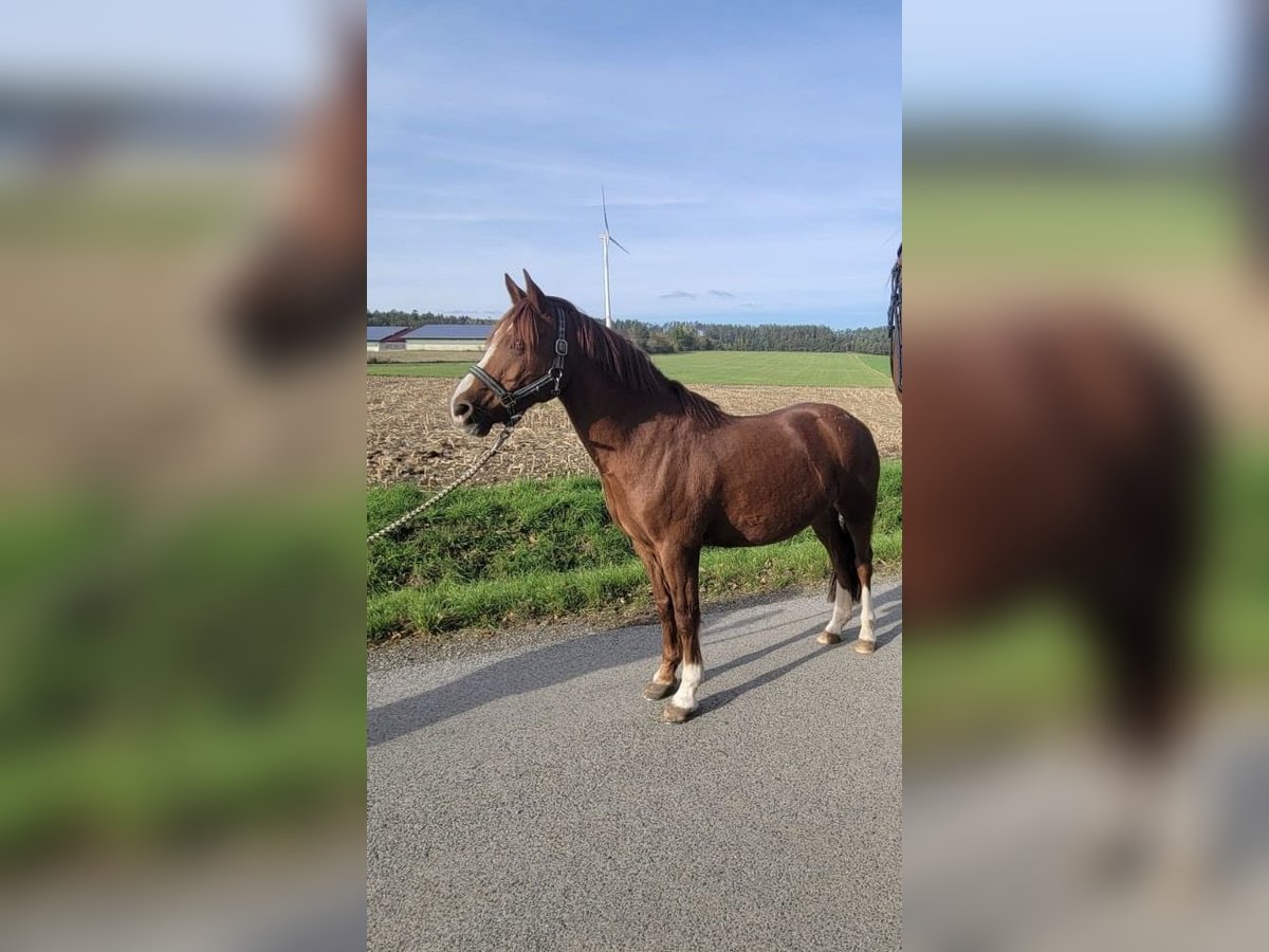 Welsh D (Cob) Gelding 13 years 14,1 hh Chestnut-Red in Sonnefeld