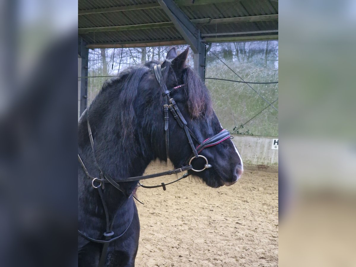 Welsh D (Cob) Gelding 13 years 14,2 hh Black in Wermelskirchen