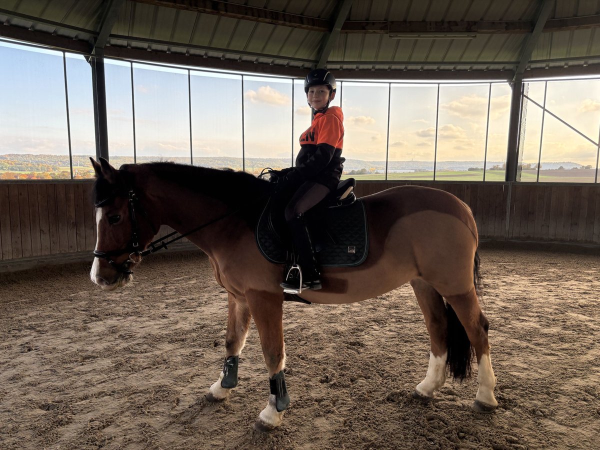 Welsh D (Cob) Gelding 13 years 15,1 hh Chestnut in B&#xF6;blingen