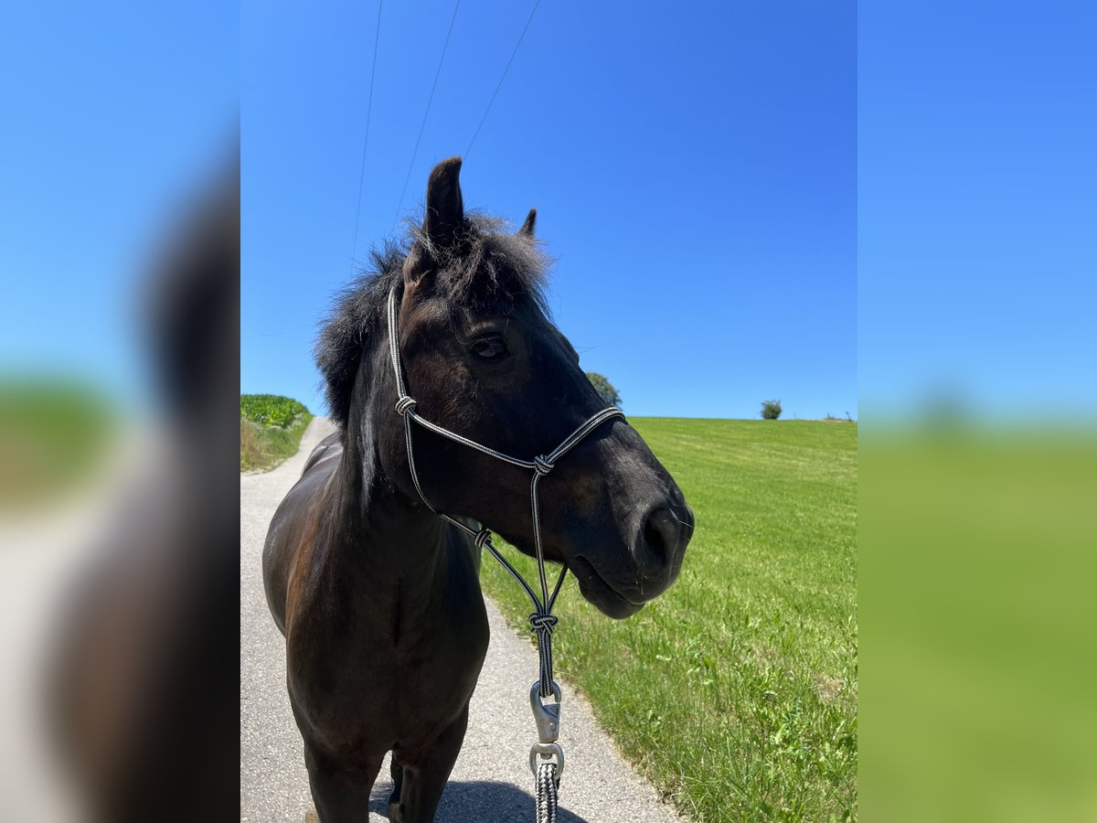 Welsh D (Cob) Gelding 14 years 13 hh Black in Teisendorf