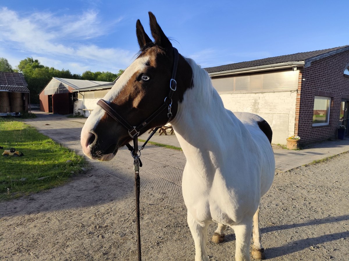 Welsh D (Cob) Mix Gelding 19 years 16 hh Pinto in Bimöhlen