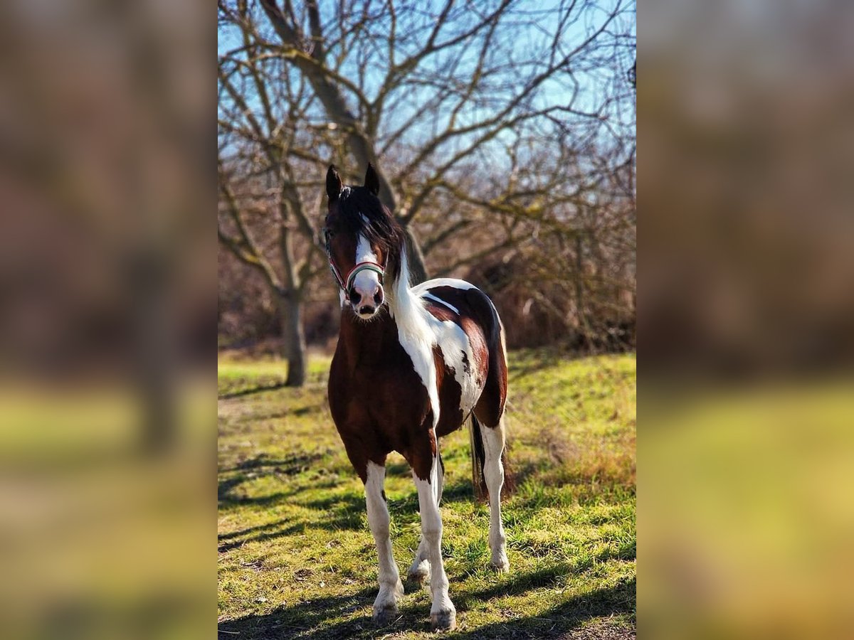 Welsh D (Cob) Mix Gelding 3 years 14,1 hh Pinto in Reinharting