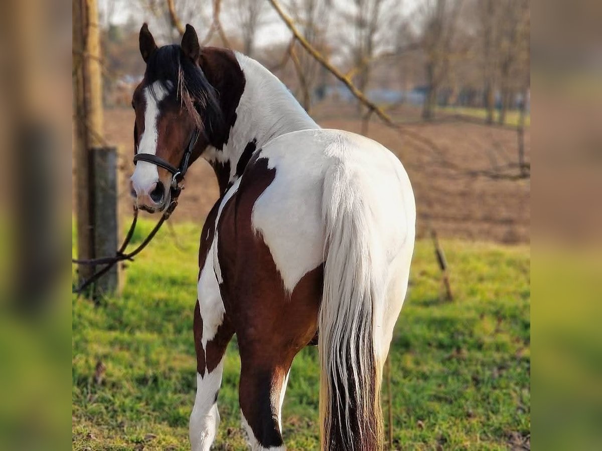 Welsh D (Cob) Mix Gelding 3 years 14,1 hh Pinto in Salzburg