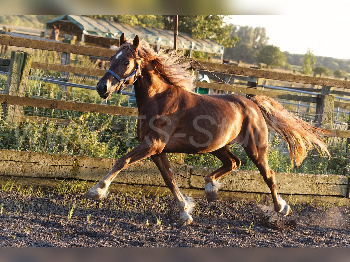 Welsh D (Cob) Gelding 4 years 14,2 hh Chestnut-Red in Meerbusch