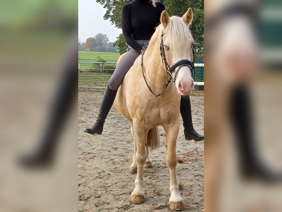 Welsh D (Cob) Gelding 6 years 14,1 hh Sabino in D&#xE4;nischenhagen