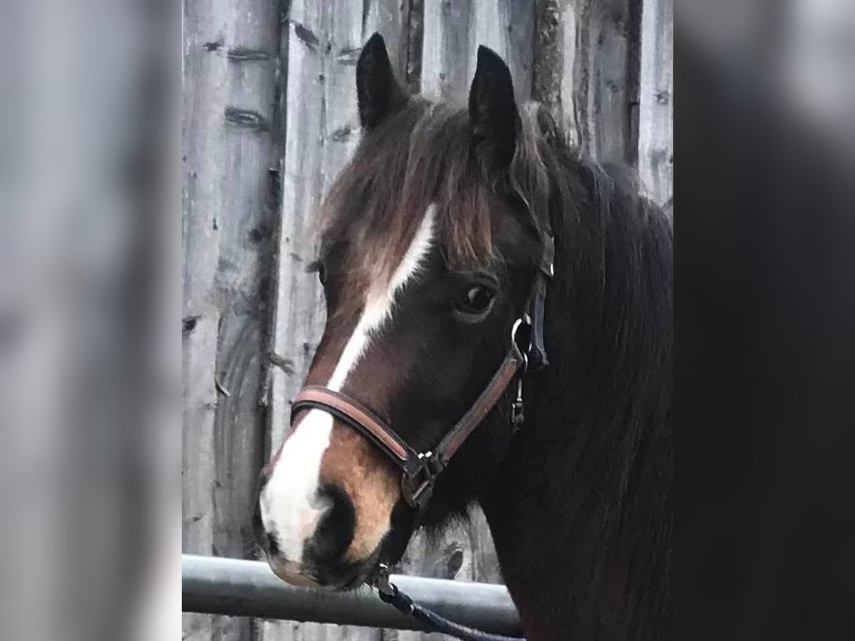 Welsh D (Cob) Gelding 6 years in Rheinbach