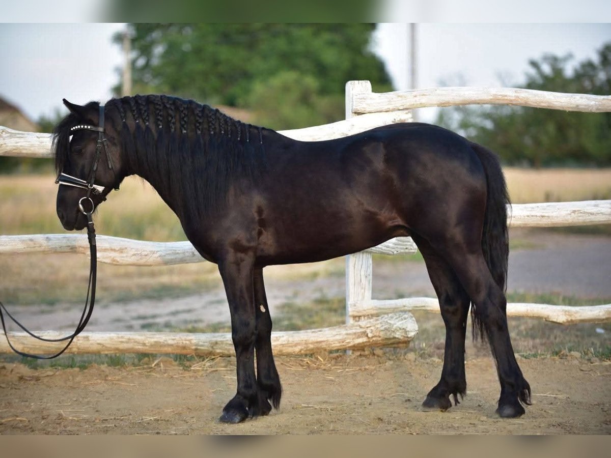 Welsh D (Cob) Gelding 8 years 13,2 hh Black in Budapest