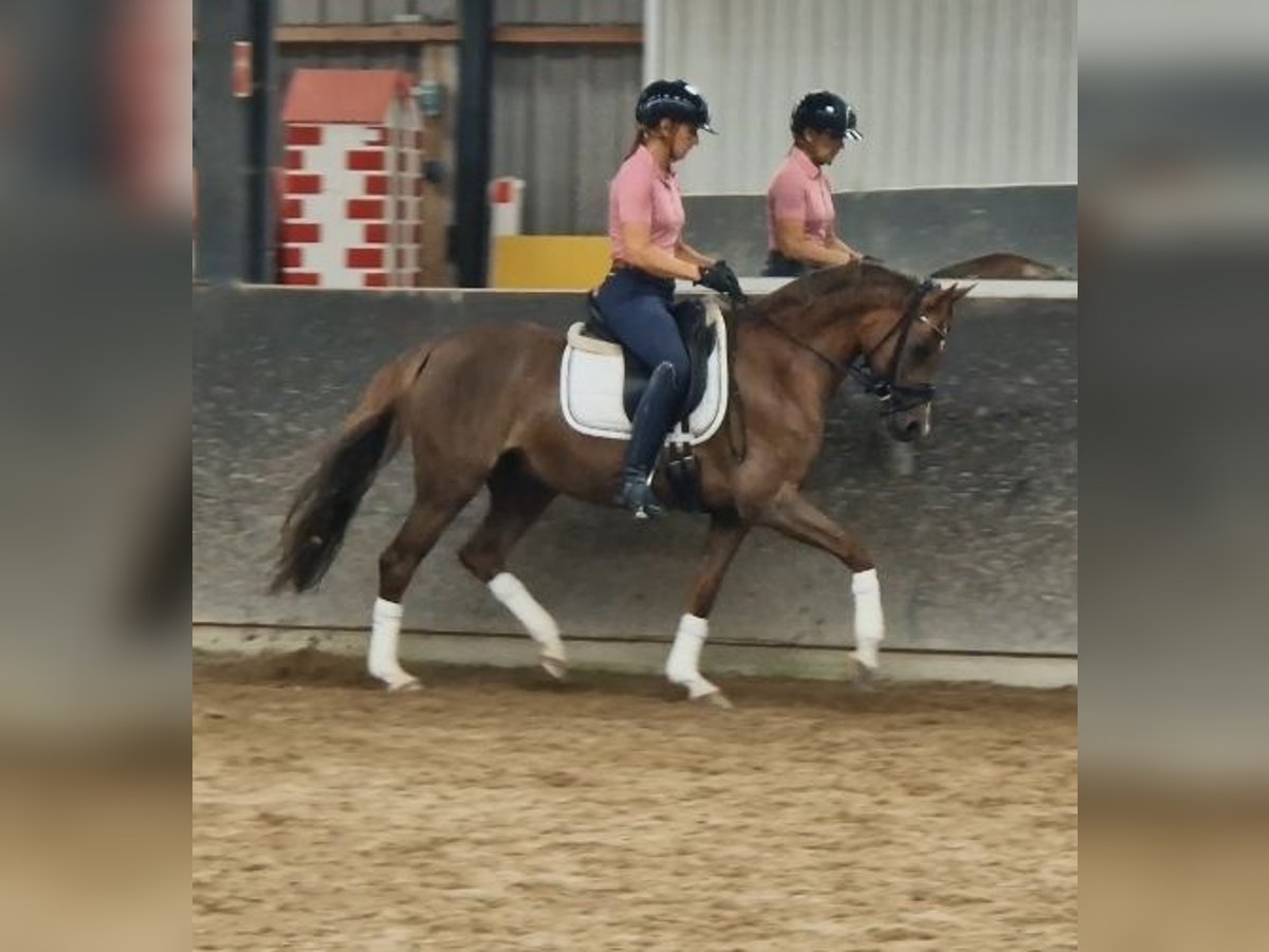 Welsh D (Cob) Mare 10 years 14 hh Chestnut-Red in Pijnacker