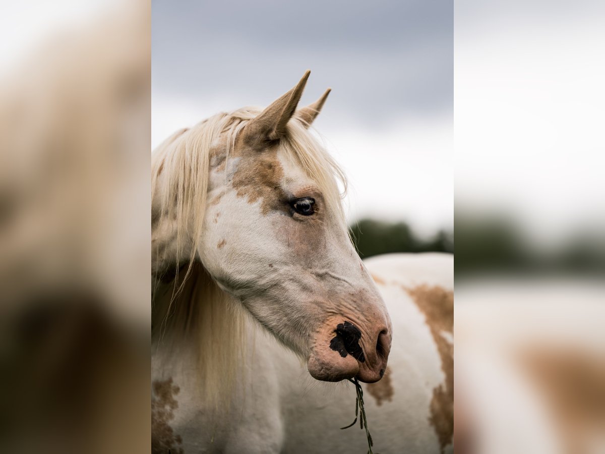 Welsh D (Cob) Mix Mare 11 years 15 hh Overo-all-colors in Luckau