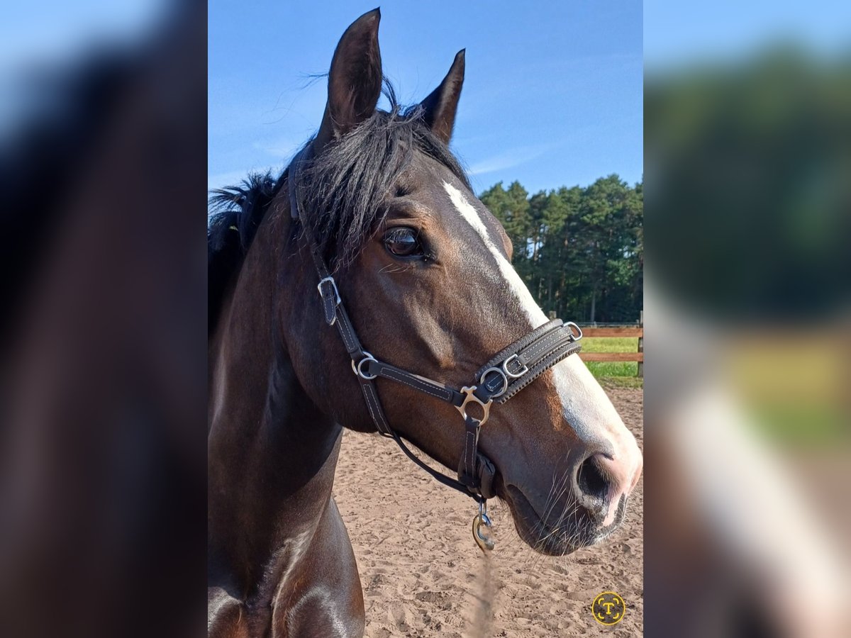 Welsh D (Cob) Mare 13 years 14,1 hh Bay-Dark in Schlo&#xDF; Holte-Stukenbrock
