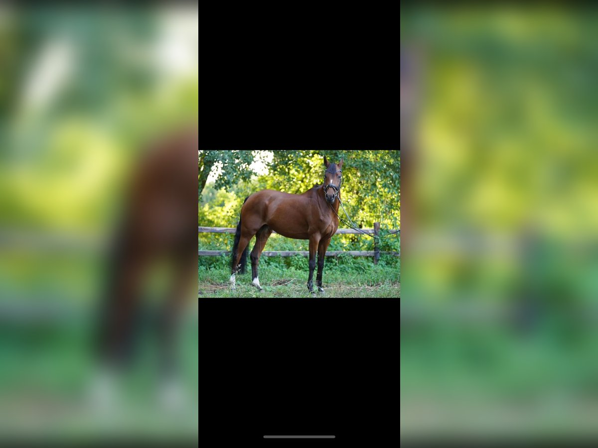 Welsh D (Cob) Mare 13 years 14,3 hh Chestnut-Red in Sulingen