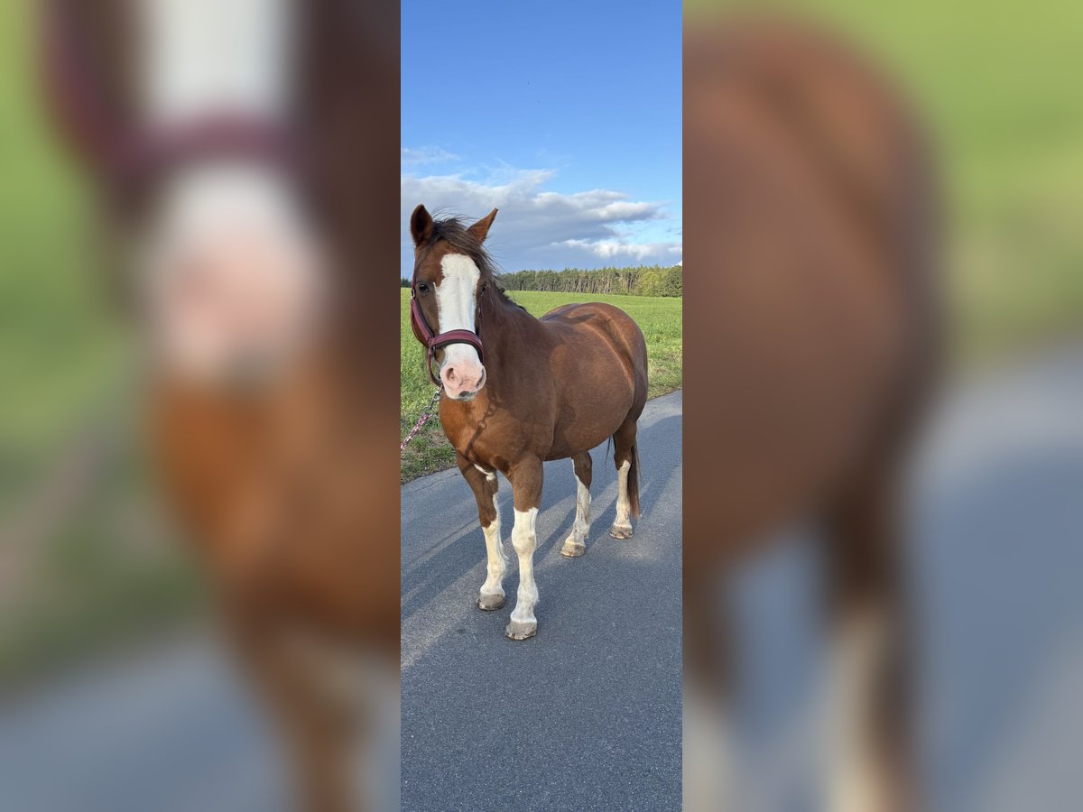 Welsh D (Cob) Mare 14 years 13,2 hh Chestnut-Red in Grimma