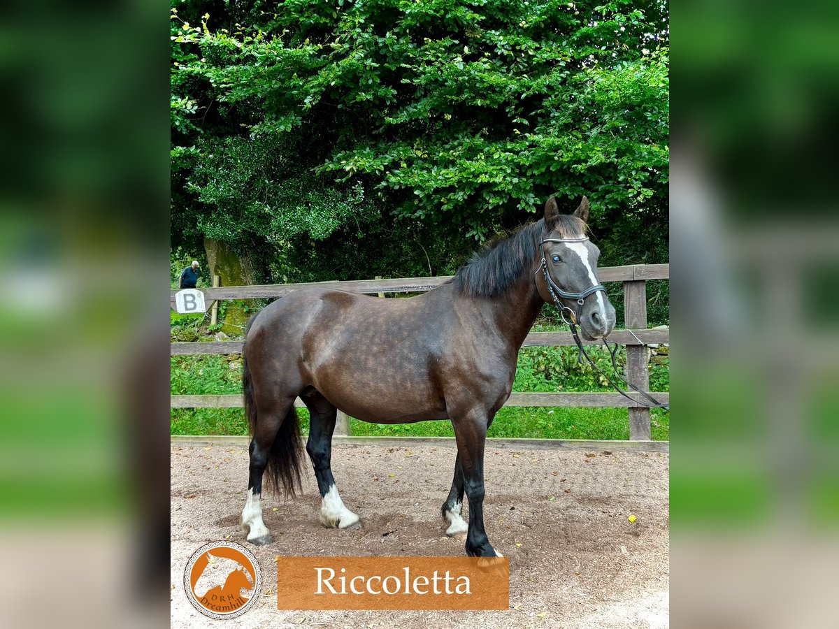 Welsh D (Cob) Mare 14 years 13,3 hh Black in Loughrea