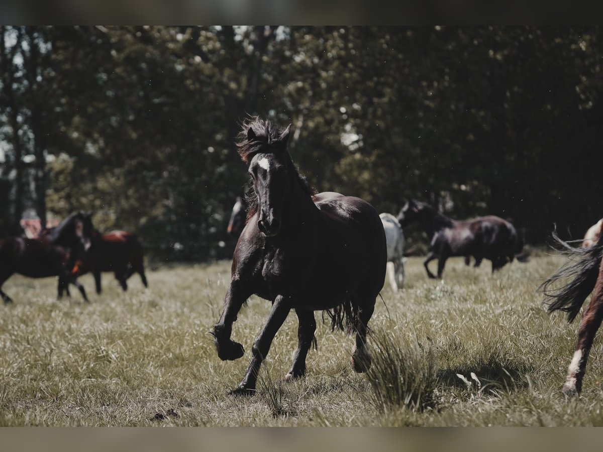 Welsh D (Cob) Mare 18 years 14,2 hh Black in Sassenburg