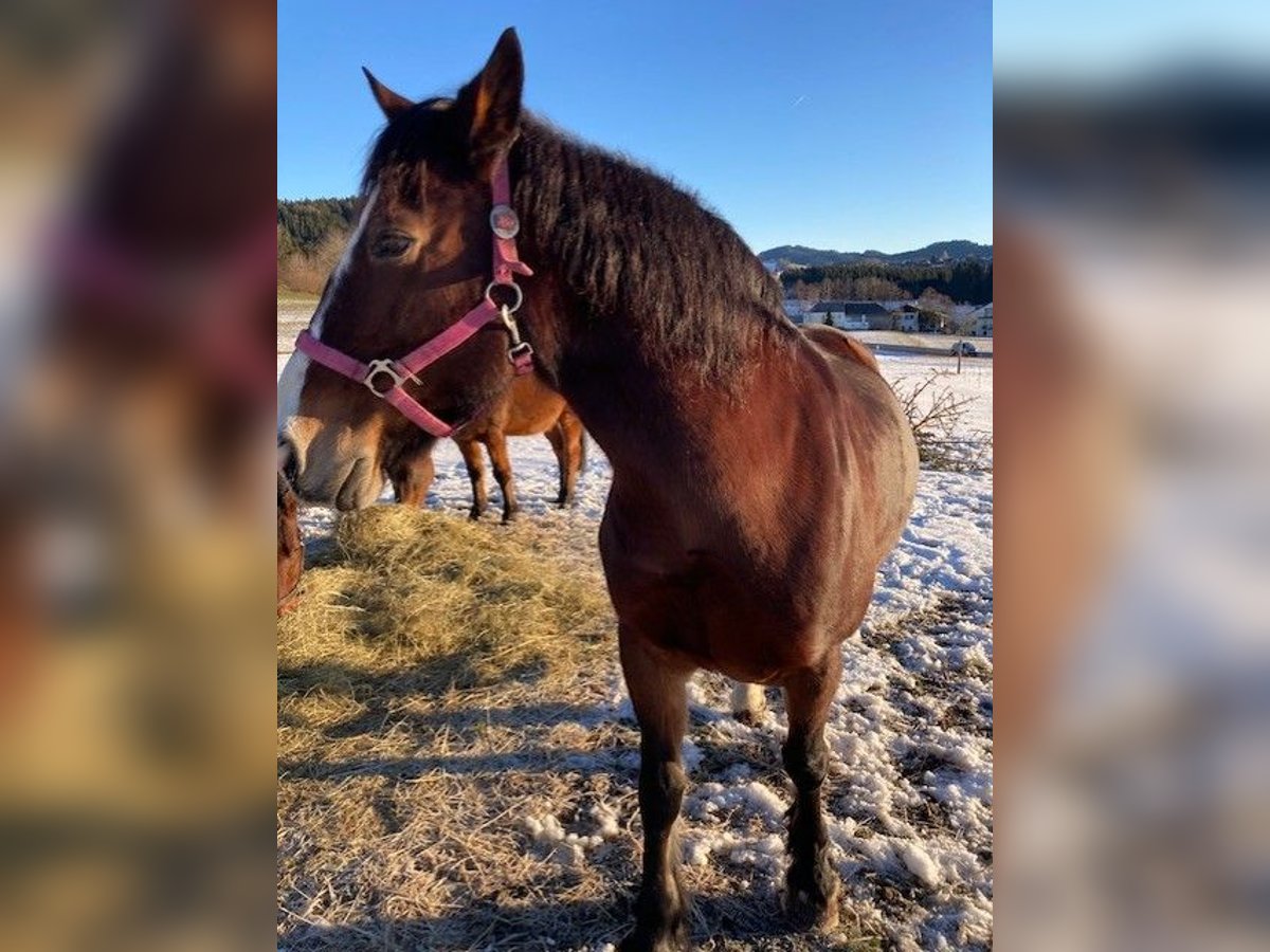 Welsh D (Cob) Mare 18 years 15,1 hh Brown in Pabneukirchen