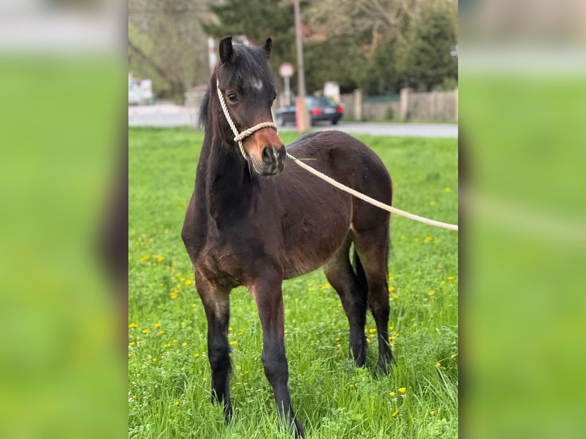Welsh D (Cob) Mare 1 year 14,2 hh Chestnut in Karlštejn