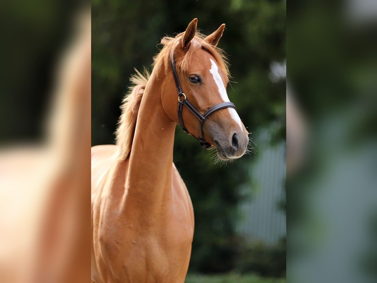 Welsh D (Cob) Mare 3 years 14,1 hh Chestnut-Red in Groningen
