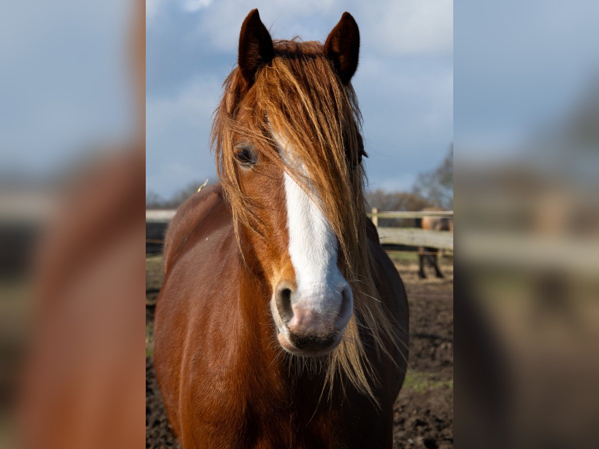 Welsh D (Cob) Mare 3 years 14,1 hh Chestnut-Red in Panker