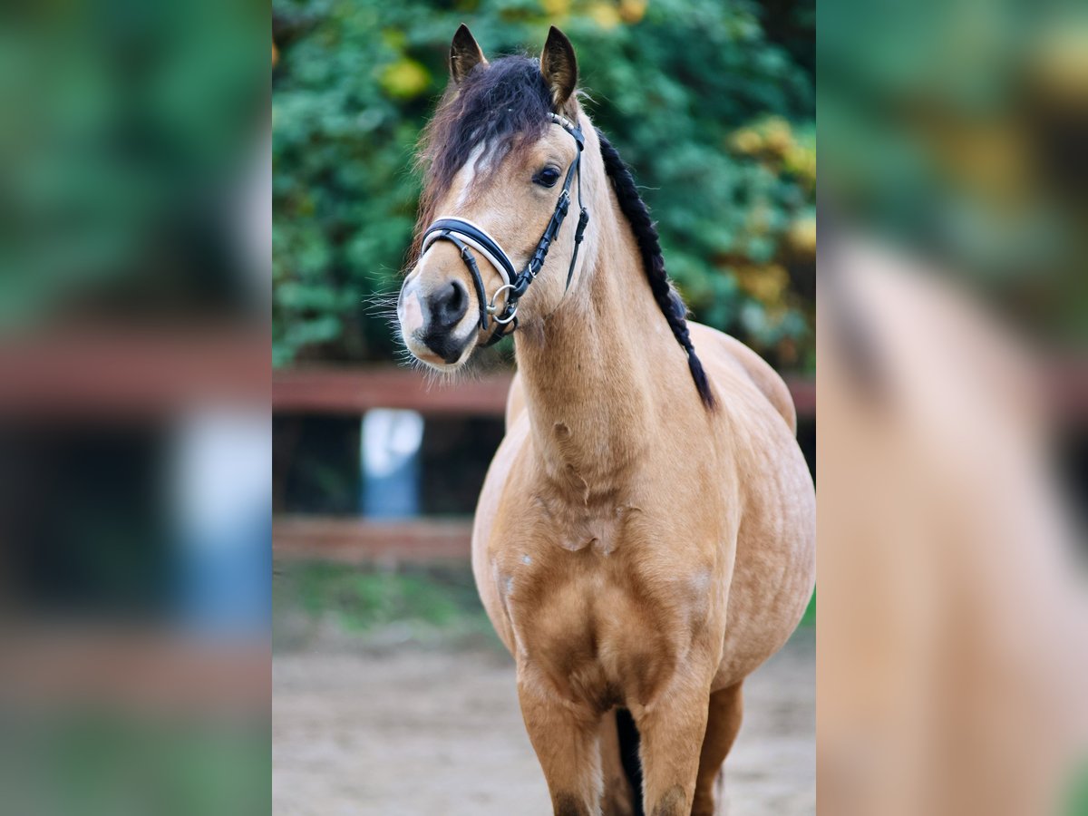 Welsh D (Cob) Mare 3 years 14,1 hh Dun in Blekendorf