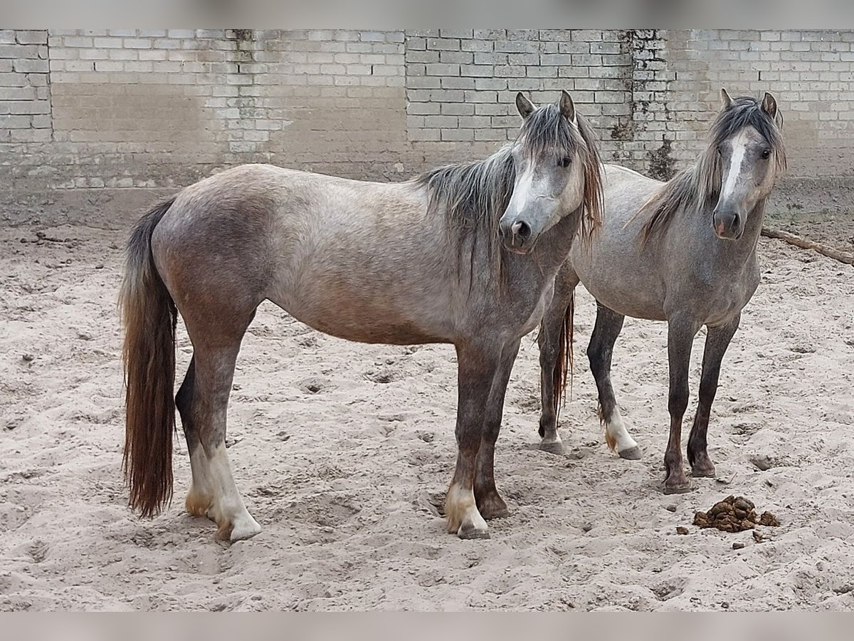Welsh D (Cob) Mix Mare 3 years 14,1 hh Gray-Blue-Tan in Susteren