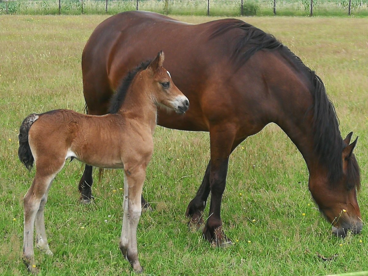 Welsh D (Cob) Mare 4 years 14 hh Bay-Dark in Wortegem-Petegem
