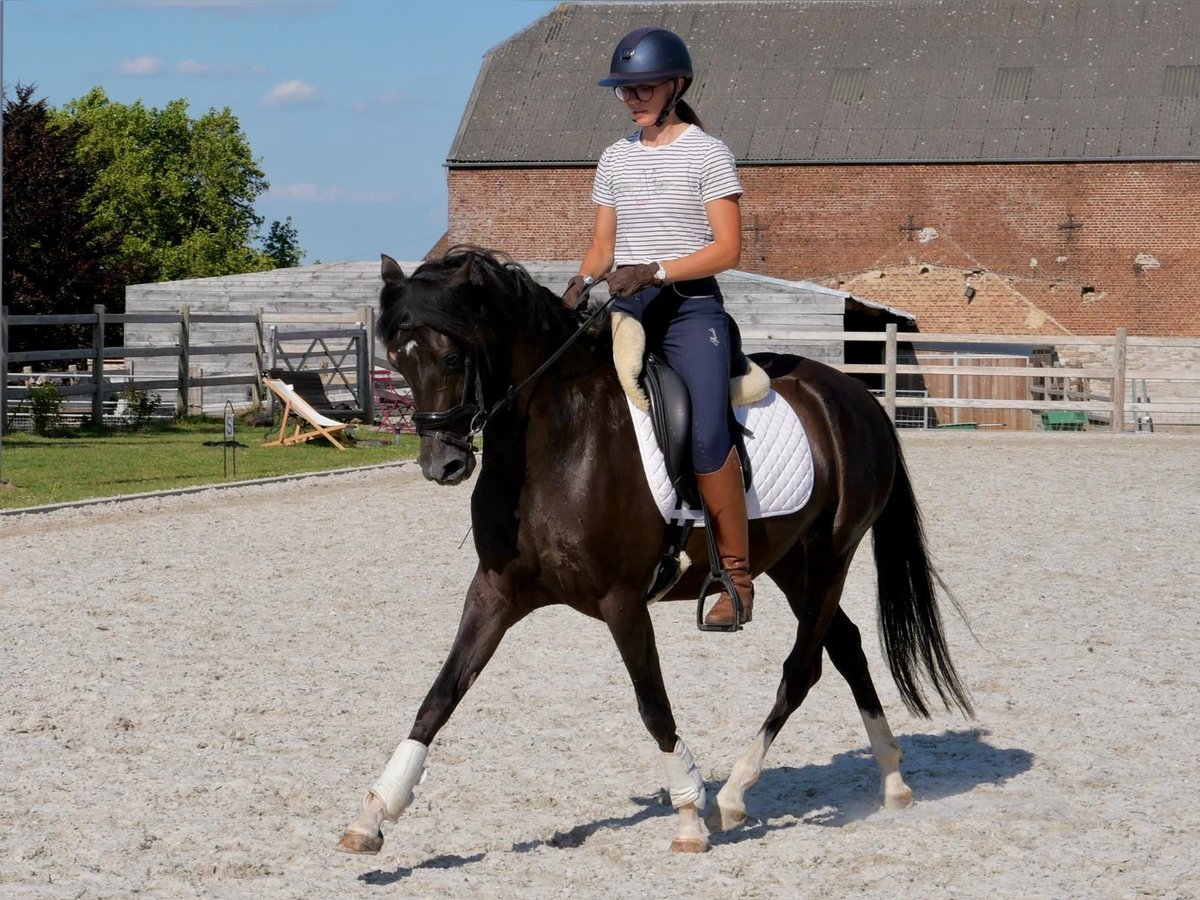 Welsh D (Cob) Mare 4 years 14 hh Black in Huccorgne