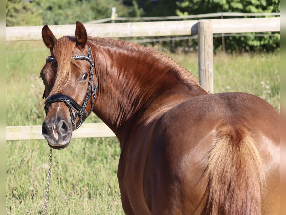 Welsh D (Cob) Mare 4 years 14,1 hh Chestnut-Red in Kirchn&#xFC;chel