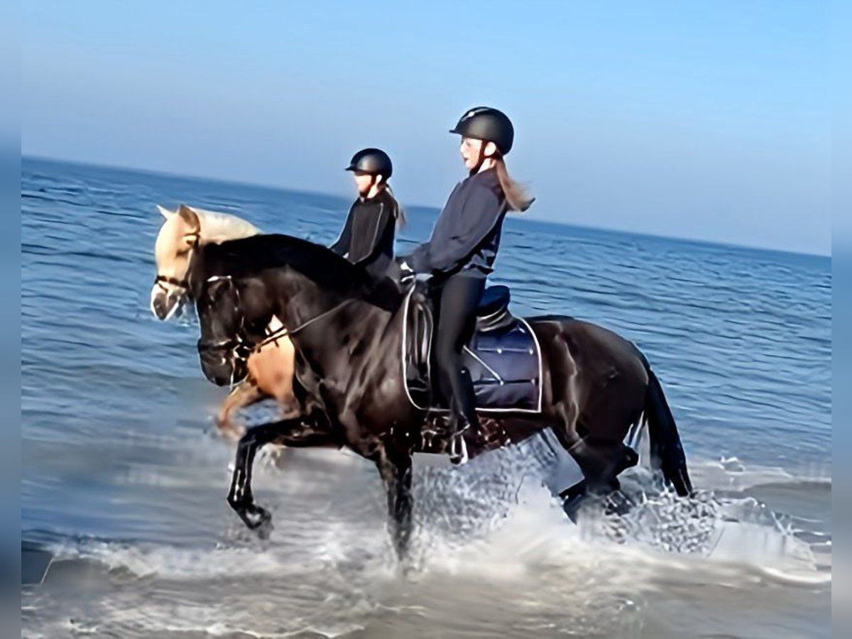 Welsh D (Cob) Mare 4 years 15,1 hh Black in Kabelhorst