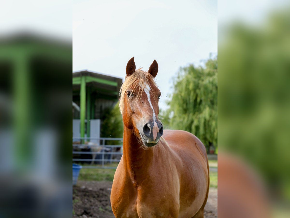 Welsh D (Cob) Mare 6 years 14,1 hh Chestnut-Red in Sauveterre-de-B&#xE9;arn